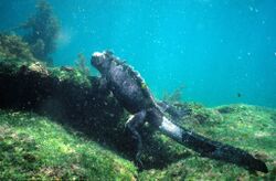 Marine Iguana (Amblyrhynchus cristatus), Galápagos Islands, Ecuador - foraging under water (5755672016).jpg