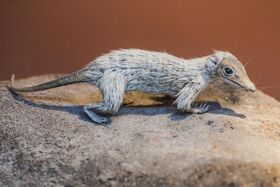 Megazostrodon sp. Natural History Museum - London.jpg