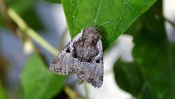 Meropleon diversicolor - Multicolored Sedgeminer Moth (9810621354).jpg