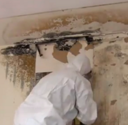 Worker in protective clothing removing mold from a wall