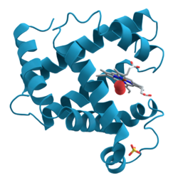 Structural drawing of the myoglobin molecule