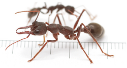 Myrmecia pyriformis - journal.pone.0058801.g001.png