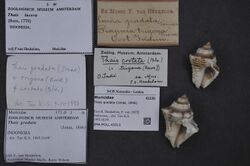 Naturalis Biodiversity Center - ZMA.MOLL.43313 - Thais gradata (Jonas, 1846) - Muricidae - Mollusc shell.jpeg