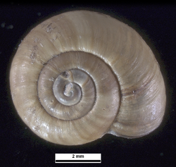 Notodiscus hookeri heardensis shell.png