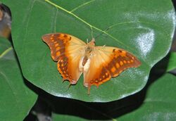 Nymphalidae - Charaxes candiope-001.JPG