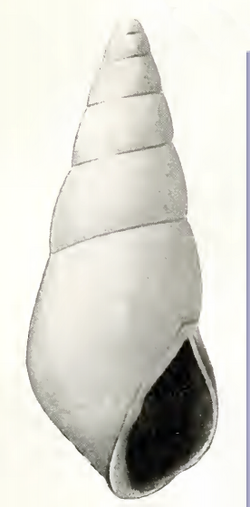 Odostomia willetti 001.png