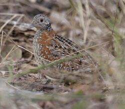 Paainted Buttonquail kobble08.JPG