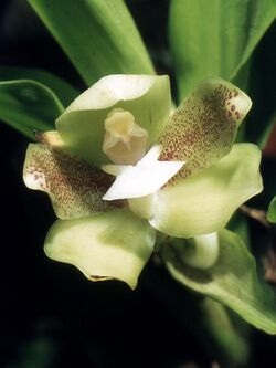 Pabstia viridis Orchi 006.jpg