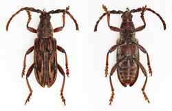 Pachylocerus sulcatus (38703781295).jpg