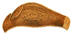 Parmacellilla filipowitschi.png
