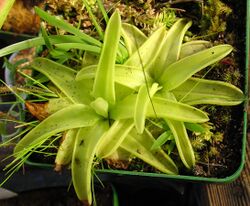 Pinguicula lutea.jpg