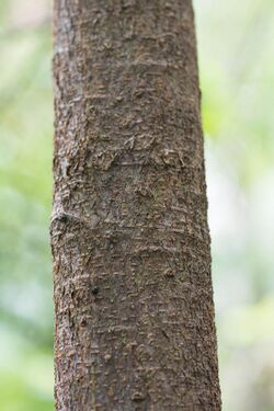Pittosporum bicolor bark.jpg