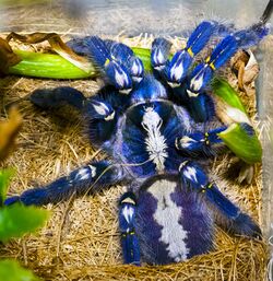 Poecilotheria metallica.jpg