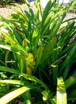 Portea orthopoda - Marie Selby Botanical Gardens - Sarasota, Florida - DSC01740.jpg