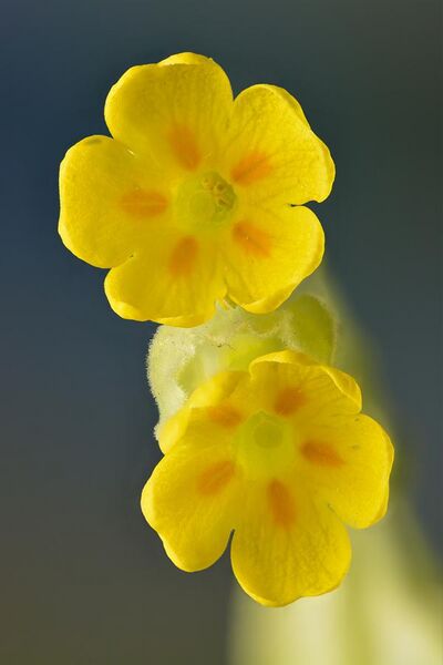 File:Primula veris flowers - Keila.jpg