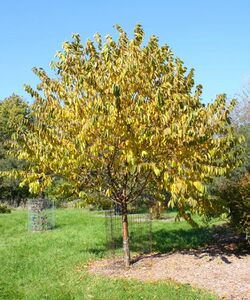 Prunus maximowiczii.JPG