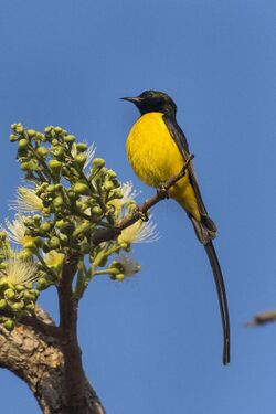 Pygmy Sunbird - Gambia (32496575862).jpg