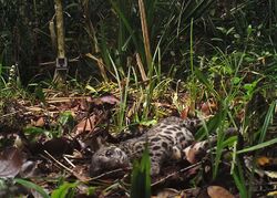 RER Sunda clouded leopard (Neofelis diardi).jpg