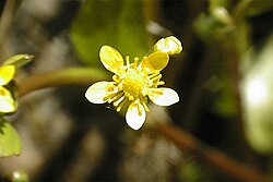 Ranunculus hydrocharoides.jpg