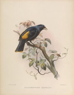 Rawnsley's bowerbird.jpg