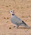 Red-eyed Dove (Streptopelia semitorquata) (32346608062).jpg