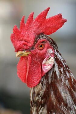 Rooster portrait2.jpg