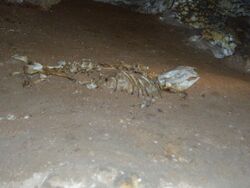 Skeleton in cave.jpg