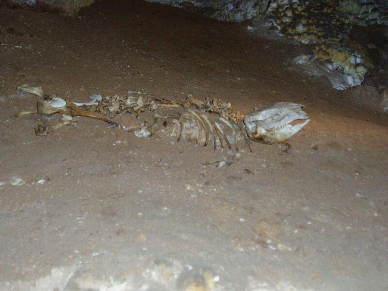 File:Skeleton in cave.jpg