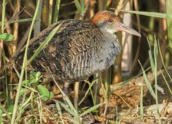 Slaty-breasted rail.jpg