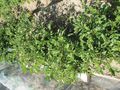 Solanum tuberosum Oldenburger Blaue (02).jpg