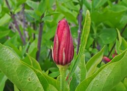 Spice Bush bud (Calycanthus cidentalis) JCB.jpg