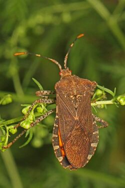 Squash Bug - Anasa repetita, Elkhorn Garden Plot, Columbia, Maryland.jpg