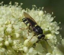 Stratiomys laticeps P1470809a.jpg