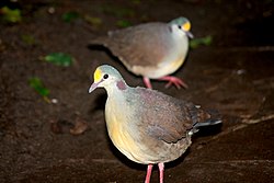 Sulawesi Ground Dove.jpg