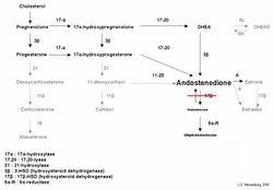 Test biosynth 17BHSD3.jpg