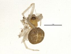 Theridion submissum.jpg