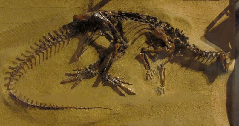 File:Thescelosaurus neglectus, CMN.jpg
