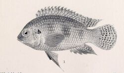 Thysochromis ansorgii.jpg