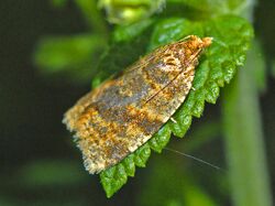 Tortricidae - Epagoge grotiana-001.JPG