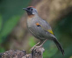 Trochalopteron melanostigma, Mae Wong, Thailand.jpg