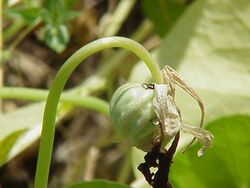 Tropaeolum majus0.jpg