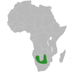 Tylosema esculentum distribution.svg