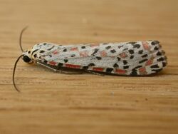 Utetheisa pulchelloides.jpg