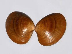 Veneridae - Callista chione.JPG