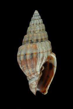 Vexillum unifasciatum (MNHN-IM-2013-11594).jpeg