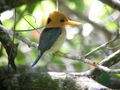 Yellow-billed Kingfisher (2885655466).jpg
