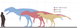 This diagram shows the current sizes of the existing Yutyrannus specimens (Labled on Image). The grid in the background is equal to 1 meter, with the largest specimen (ZCDM v5000) being just over 7 meters long, while the smallest specimen (ELDM v1001) is just over 4 meters long.