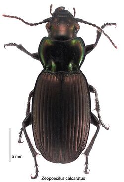 Zeopoecilus calcaratus.jpg