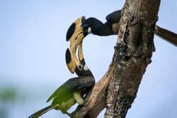 " Malabar Pied Hornbill ".jpg