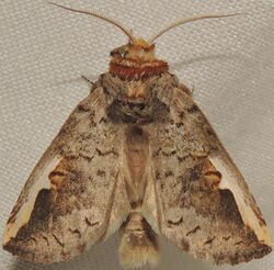 - 7951 – Symmerista albifrons – White-headed Prominent Moth (16039742087).jpg